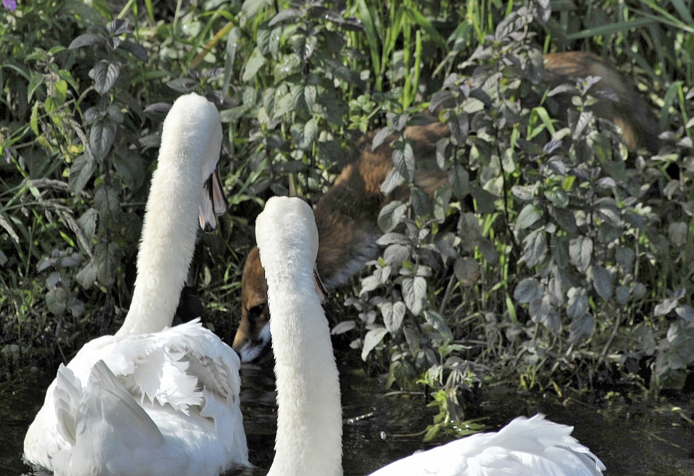 Swans_and_Thirsty_Fox_small